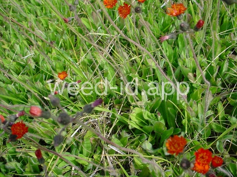 hawkweed, orange